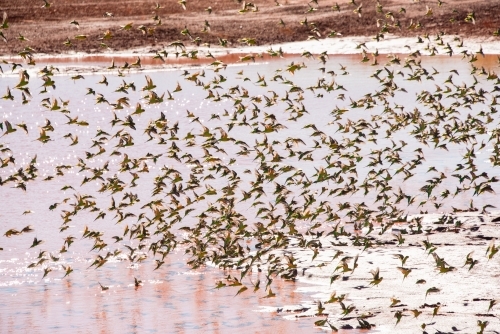 Large flock of wild green budgerigars in the red outback drinking water at a waterhole - Australian Stock Image