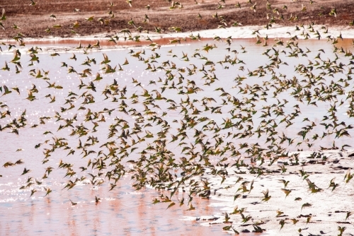 Large flock of wild green budgerigars in the red outback drinking water at a waterhole