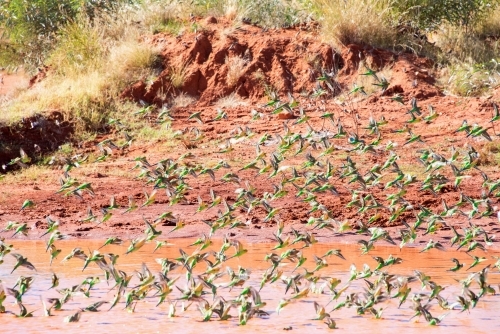Large flock of wild green budgerigars in the red outback drinking water - Australian Stock Image