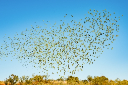 Large flock of wild green budgerigars in the red outback flying