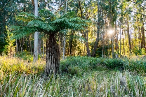 Large green tree fern in bushland with sunshine through trees - Australian Stock Image