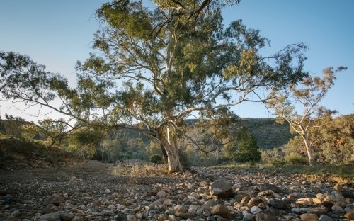 Large gum tree in a rocky bush landscape - Australian Stock Image