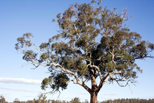 Large Gumtree with Blue Sky - Australian Stock Image
