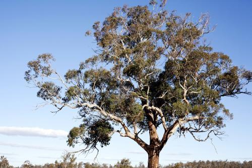 Large Gumtree with Blue Sky