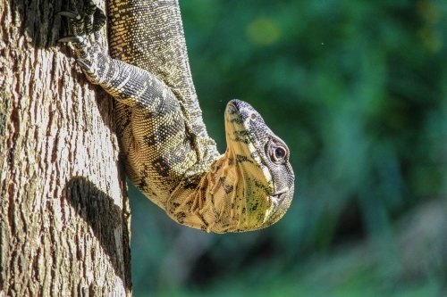 Large lizard climbing down a tree