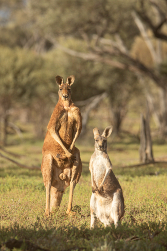 Large male red kangaroo with a smaller blue doe in front - Australian Stock Image