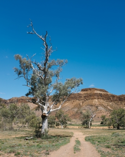 Large old gum tree beside a dirt track