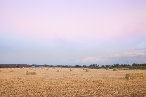 large rectangular bales of hay in paddock at dusk - Australian Stock Image