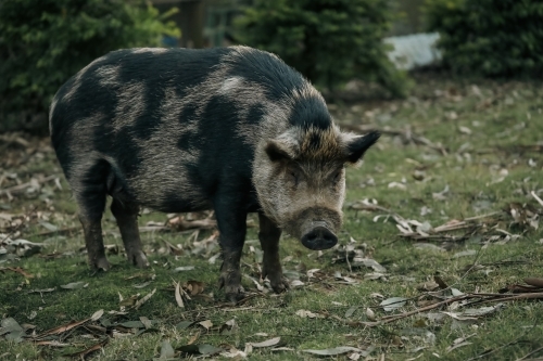 Large spotted tame pet pig in Australian garden - Australian Stock Image