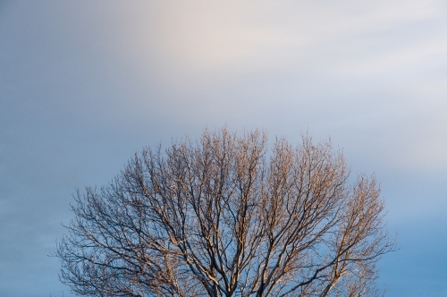 Large tree crown in winter