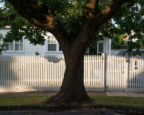 Large tree in front of a white picket fence and white house