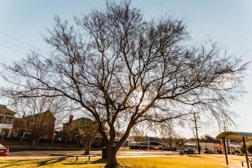 Large tree in park with blue sky