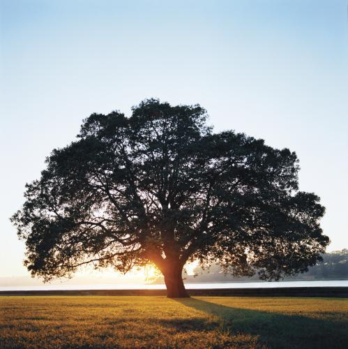 Large tree in silhouette with sunrise and water behind - Australian Stock Image