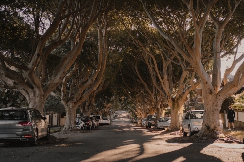Large trees line Chesterfield Parade, a residential street in Bronte - Australian Stock Image