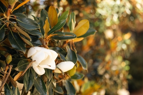 Large white flower of the Little Gem magnolia variety - Australian Stock Image