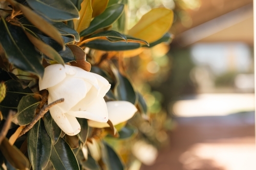 Large white flower of the Little Gem magnolia variety - Australian Stock Image