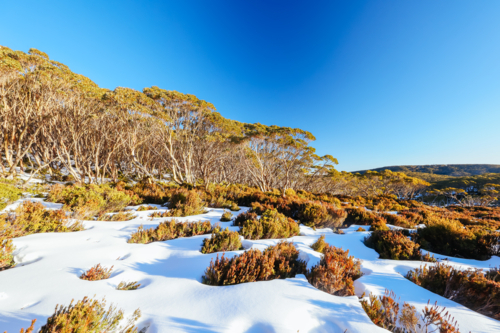Last light as sunset occurs casting warm winter light on surrounding Richea Continentis - Australian Stock Image