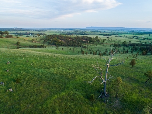 Last light of sunset and dusk in sky over dead tree in green farm paddock landscape - Australian Stock Image