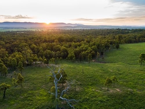 Last light of sunset and dusk in sky over dead tree in green farm paddock landscape - Australian Stock Image