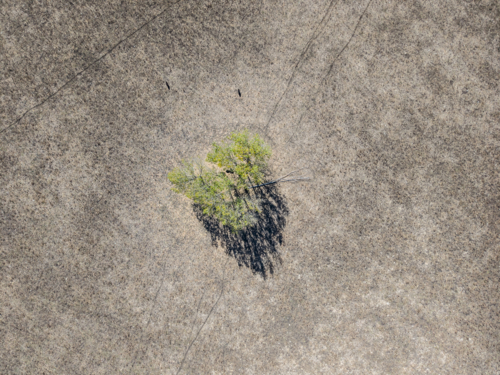 Last tree in drought hit farm - Australian Stock Image