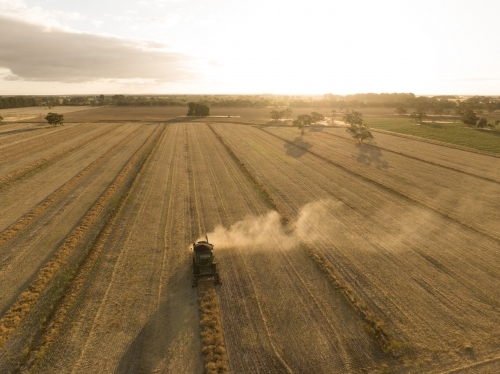 Late afternoon harvesting Canola - Australian Stock Image