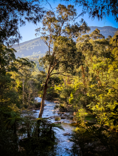 Late afternoon light in autumn is cast over the Yarra River near the Warburton Hwy in Warburton, Vic - Australian Stock Image