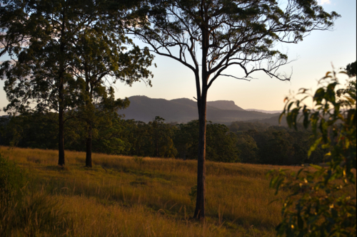 Late afternoon light with mountains, gumtrees and paddock - Australian Stock Image