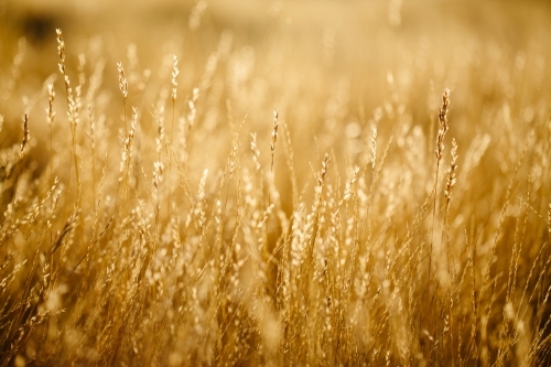 Late afternoon sunlight on pasture grass - Australian Stock Image