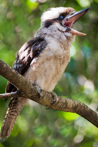 Laughing Kookaburra - Australian Stock Image
