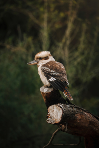 Laughing kookaburra perched on a cut tree. - Australian Stock Image