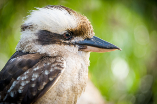 Laughing kookaburra perched on branches in dappled forest light - Australian Stock Image