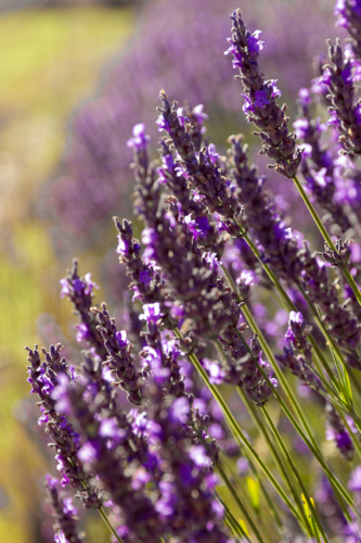 Lavender fields of purple clos eup - Australian Stock Image