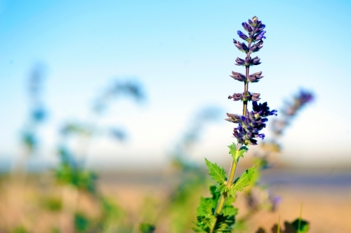 Lavender flower in a field - Australian Stock Image