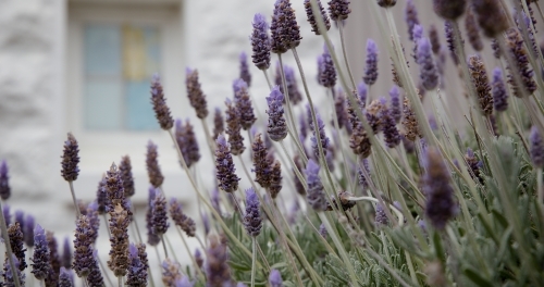 Lavender flowers - Australian Stock Image