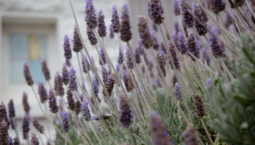 Lavender flowers - Australian Stock Image