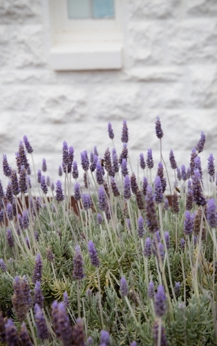 Lavender flowers - Australian Stock Image