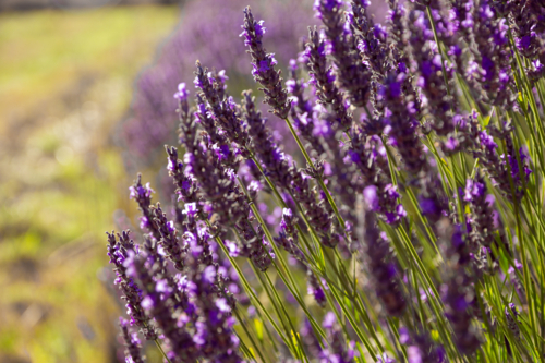 Lavender flowers in a field - Australian Stock Image