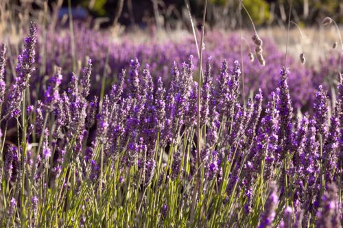 Lavender growing in fields - Australian Stock Image
