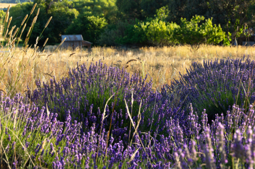Lavender growing on scenic farmland - Australian Stock Image