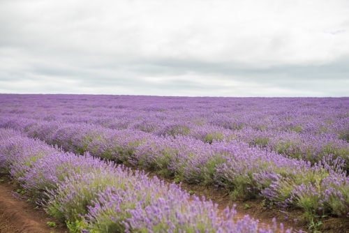 Lavender growing to the horizon