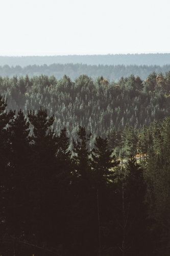 Layers of pines at sunset - Australian Stock Image