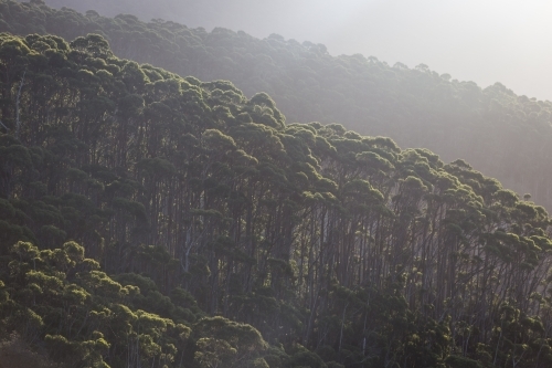 Layers of trees in a haze - Australian Stock Image