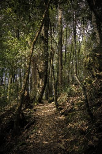 Leaf strewn bush track in National Park - Australian Stock Image