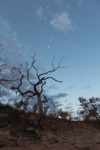 Leafless tree against evening sky - Australian Stock Image