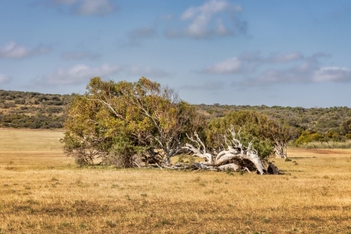 Leaning River Gum trees resulting from constant southerly winds