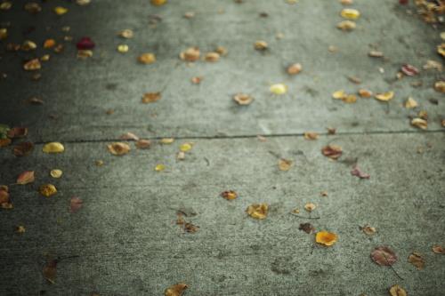 Leaves on Footpath - Australian Stock Image