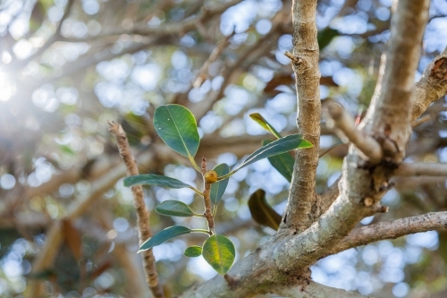 Leaves on old fig tree with silver sun flare - Australian Stock Image