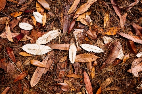 Leaves on the ground of a wet sclerophyll forest. - Australian Stock Image