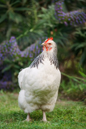 Leghorn chicken in the garden - Australian Stock Image