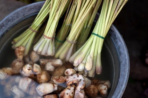 Lemon Grass - Australian Stock Image